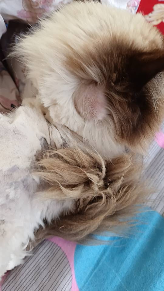 症状描述图片