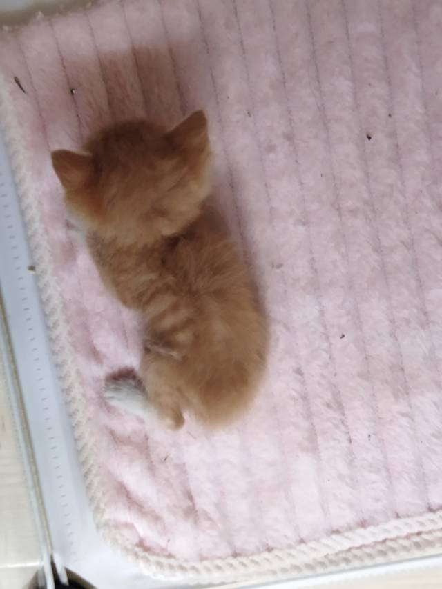 症状描述图片