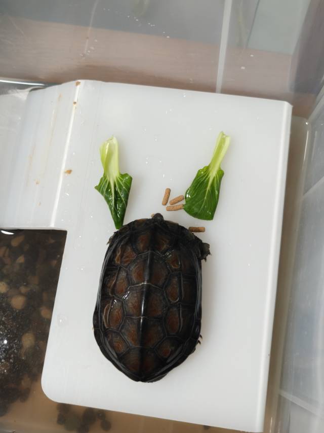 症状描述图片