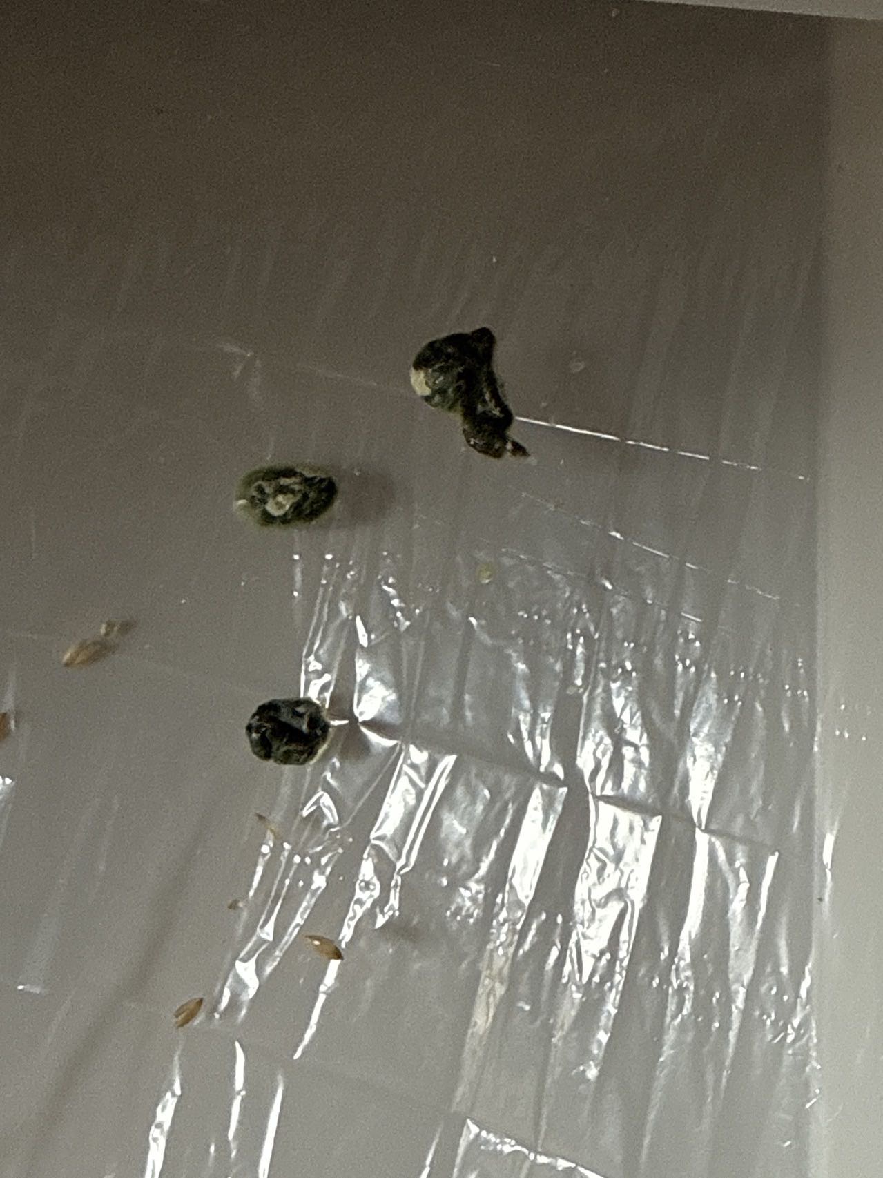 症状描述图片