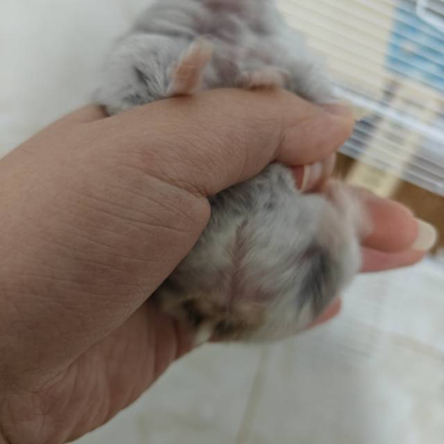 症状描述图片
