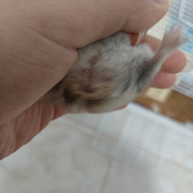 症状描述图片