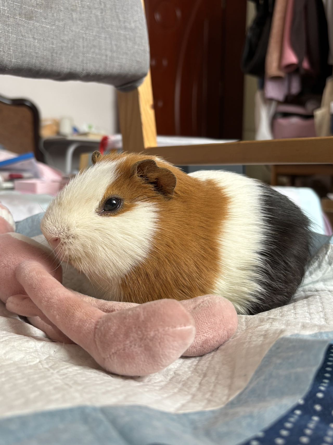 宠物头像