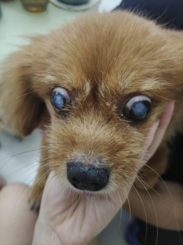 症状描述图片