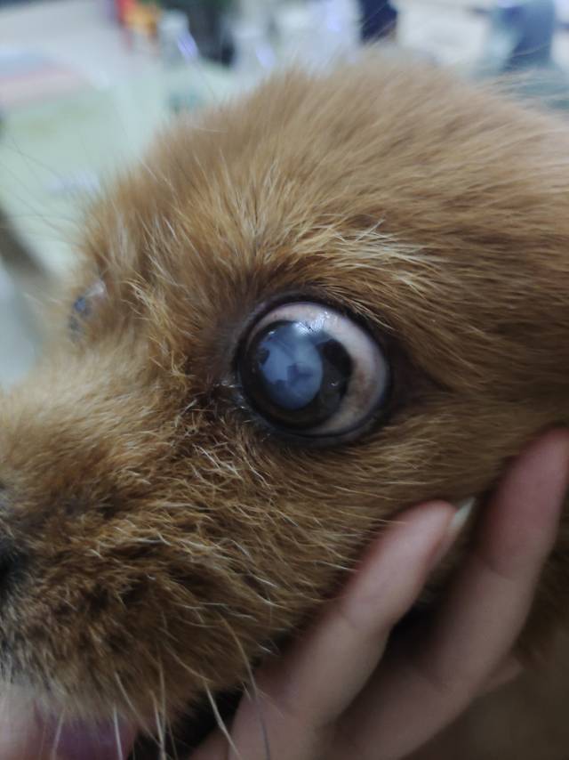 症状描述图片