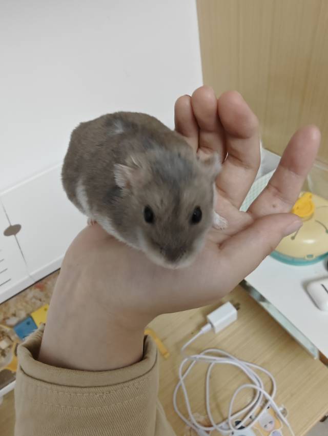 宠物头像