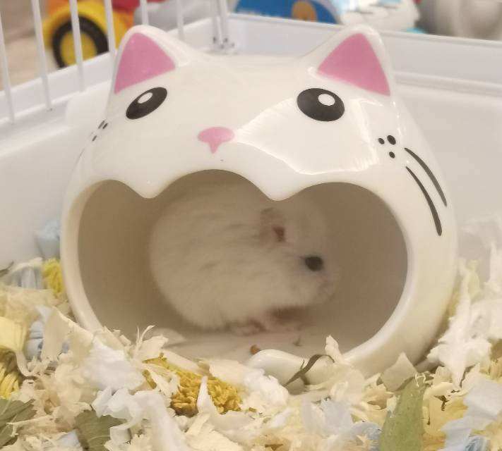 宠物头像