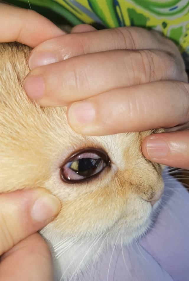 症状描述图片