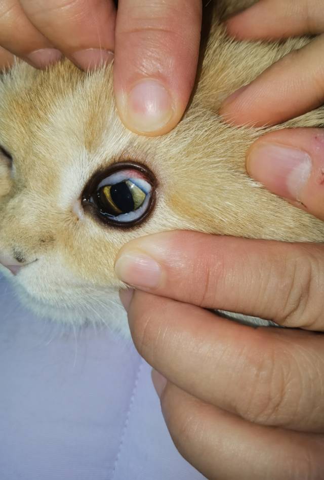 症状描述图片