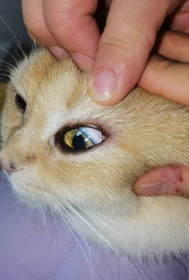 症状描述图片