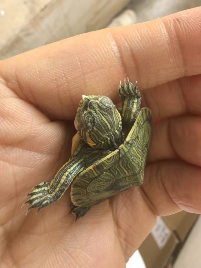 症状描述图片