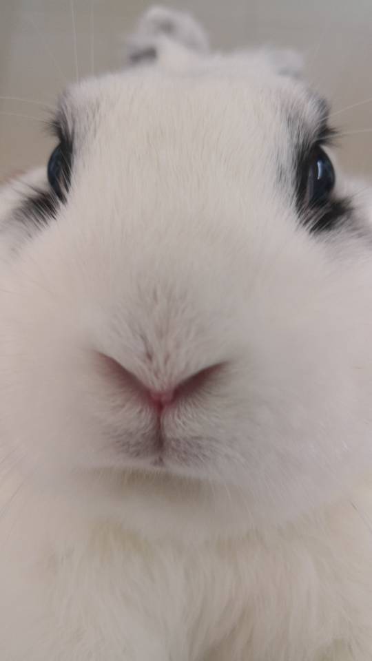 宠物头像