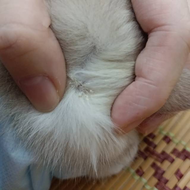 症状描述图片
