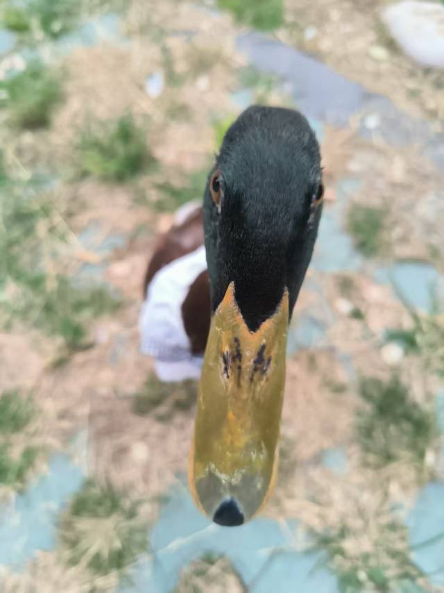 宠物头像